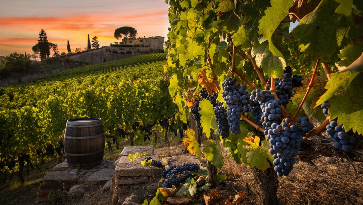 Ecco a noi la Riserva numero 43 di Biondi-Santi