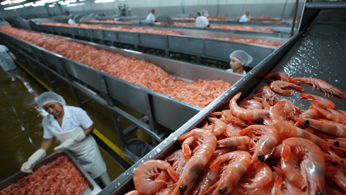 L’animale più ucciso al mondo si trova molto spesso nel tuo piatto