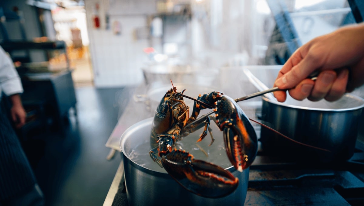 Vietato cuocere vive le aragoste: il regalo di Natale per gli animali inglesi
