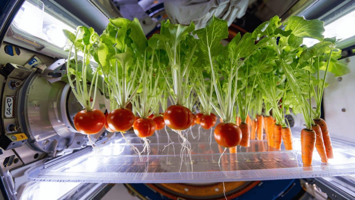 Sono gli ortaggi del futuro, buonissimi e coltivati nello spazio