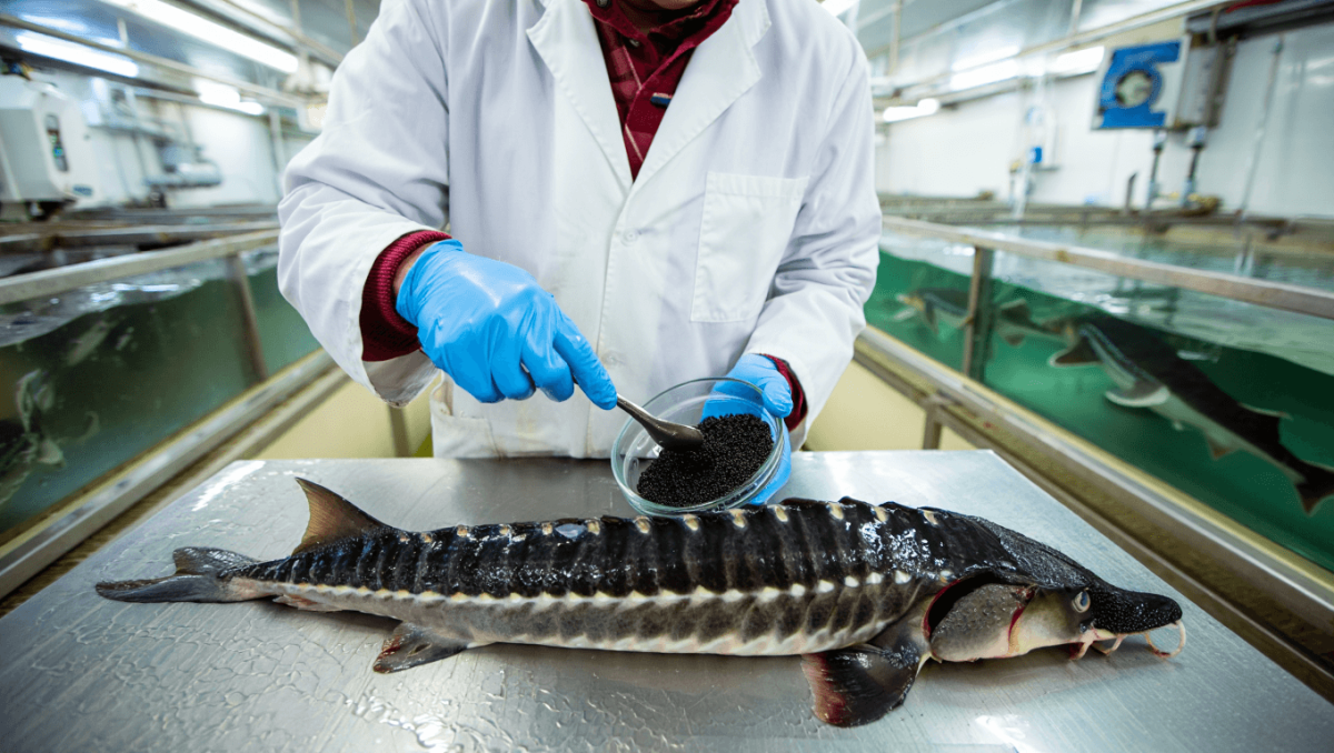 Il caviale biologico è più etico?