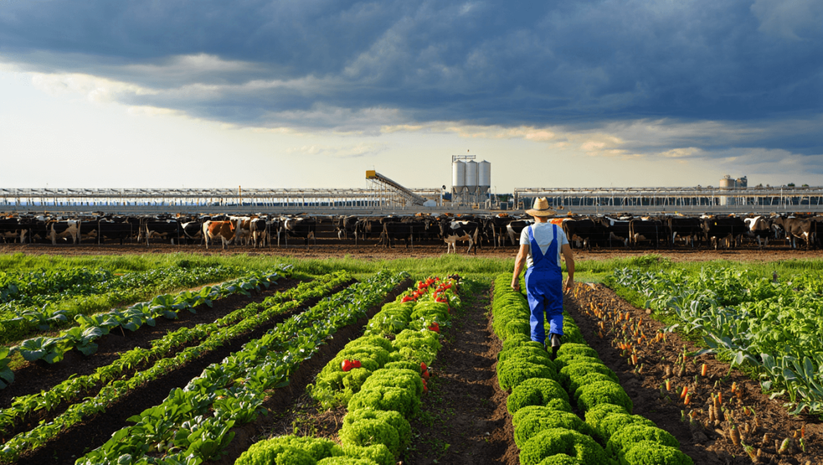 L’80% dei fondi UE destinati all’agricoltura vanno ancora a carne e latticini
