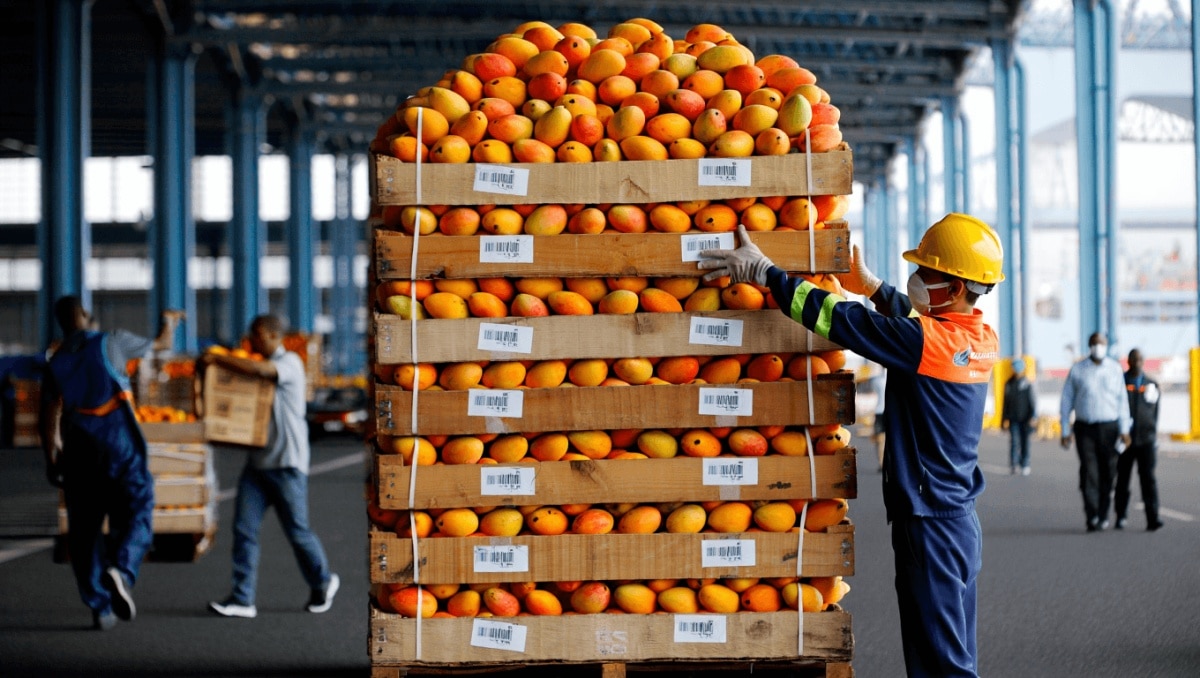 In Europa arriveranno per la prima volta i mango speciali di Taiwan