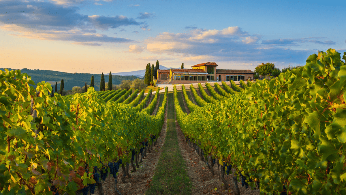 Tenuta La Massa, dove la Toscana guarda a Bordeaux