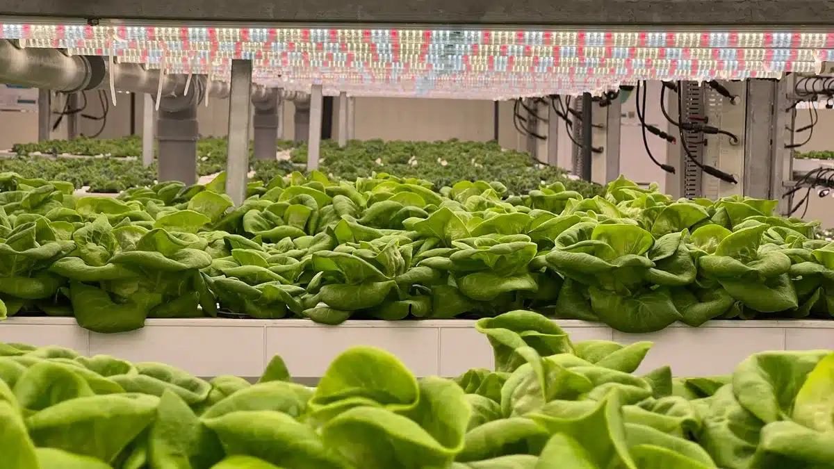 Sistema di coltivazione idroponica con illuminazione LED in ambiente controllato