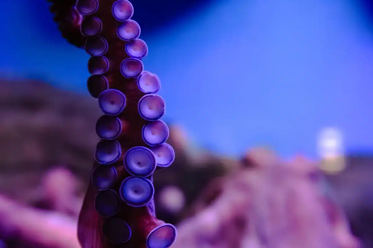 Un polpo esplora un contenitore con i tentacoli, dimostrando capacit&agrave; di manipolazione e risoluzione di problemi.