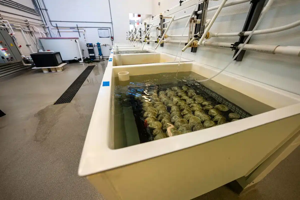 Impianto di ricircolo per acquacoltura con sistemi di biofiltrazione e vasche di allevamento controllate.