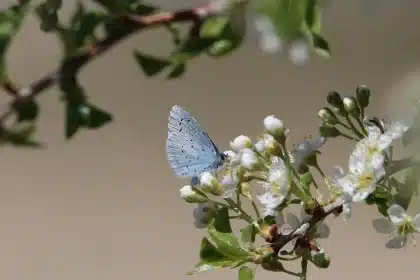 Foresta pluviale tropicale con vegetazione densa, fiume e fauna selvatica nell'ambiente naturale brasiliano