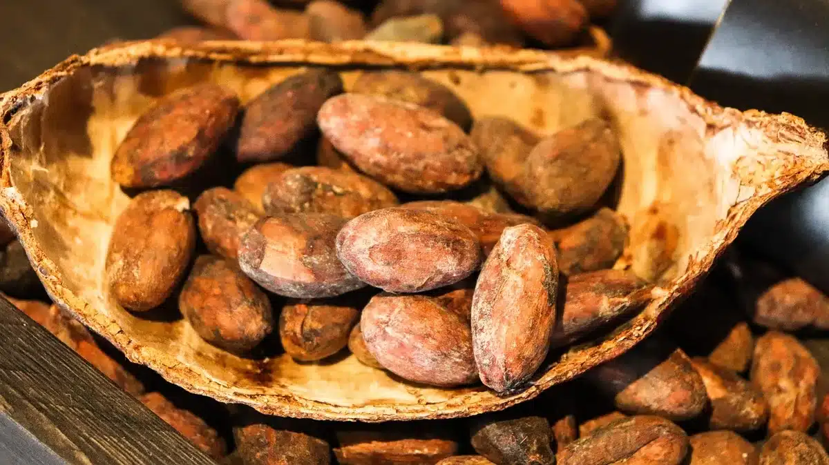 Vivaio di piantine di cacao in primo piano con lavoratori in silhouette su piantagione