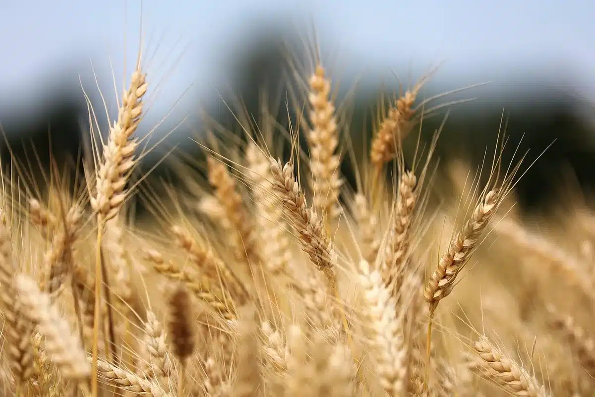 Droni e sensori su un campo per agricoltura di precisione