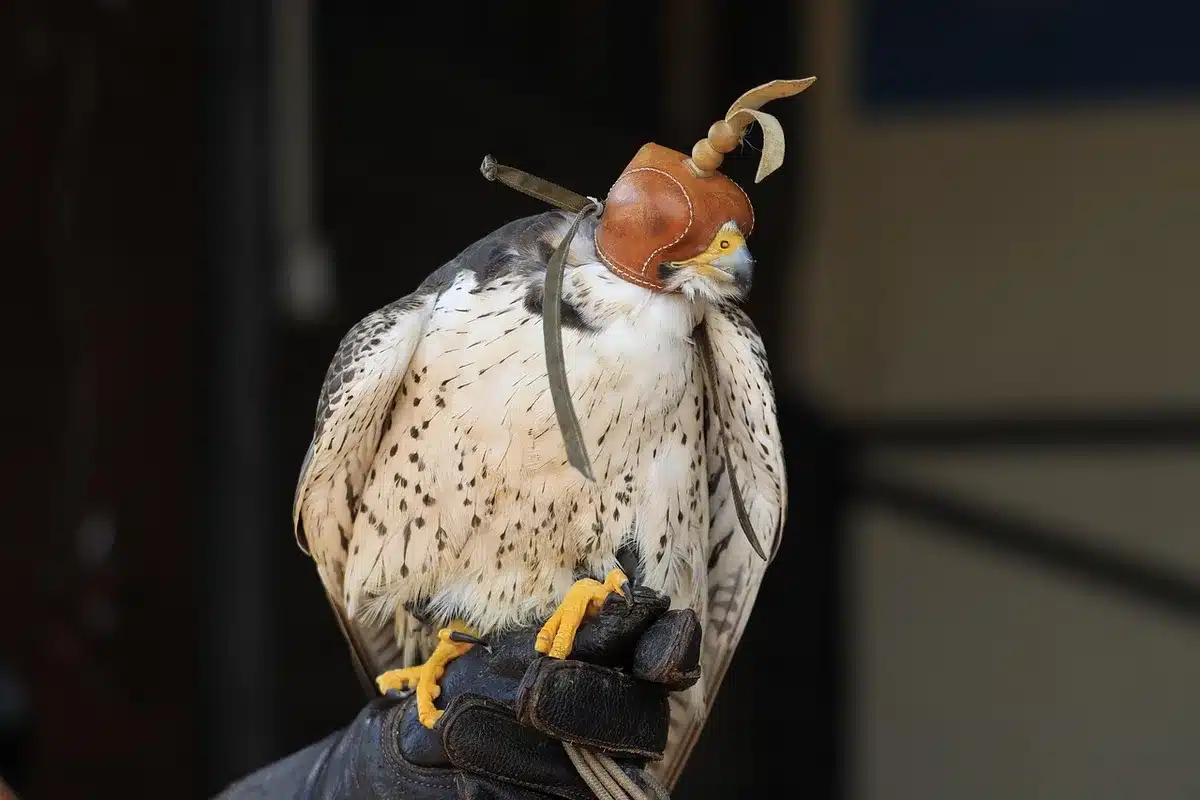 Falco pellegrino su una sporgenza di un edificio storico durante la cova