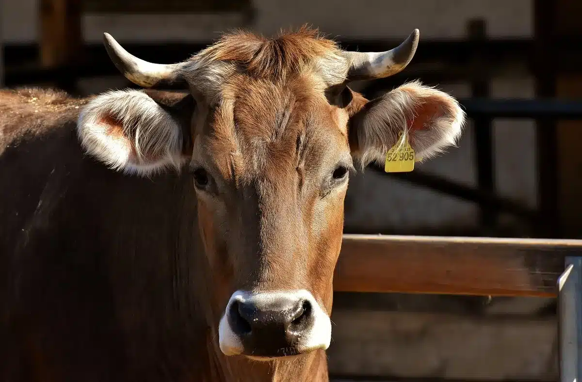 Allevatore in una piccola azienda casearia con mucche al pascolo