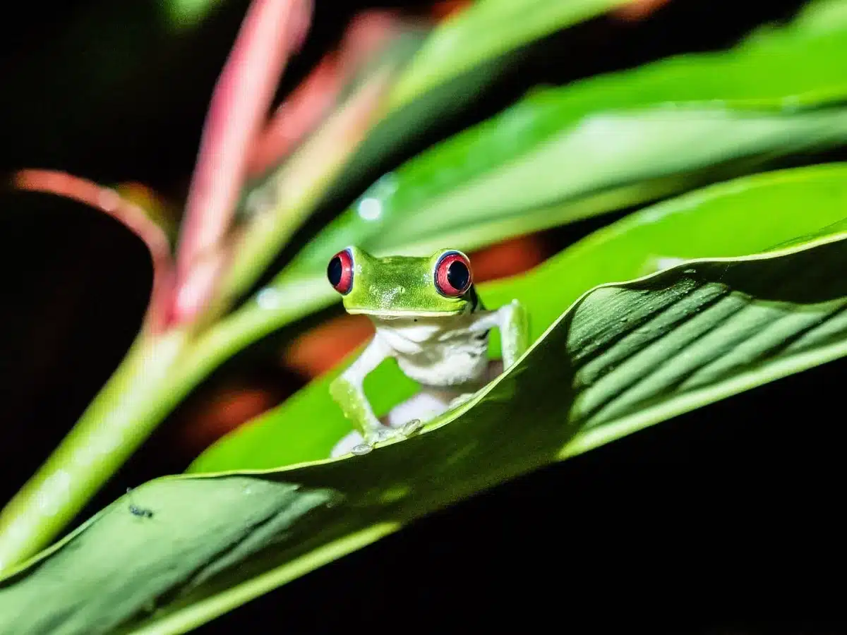 Ricercatori che raccolgono campioni di biodiversità in foresta