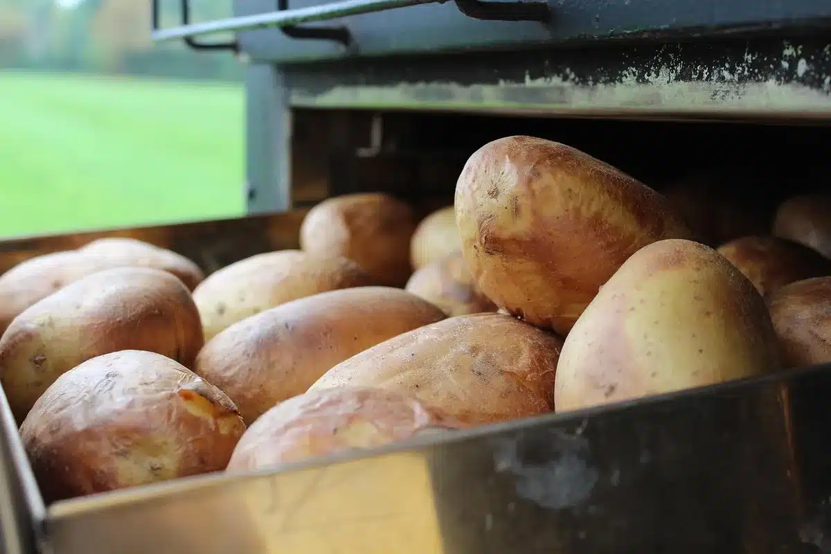 Patate cotte al forno con crosta dorata che esaltano aromi tostati